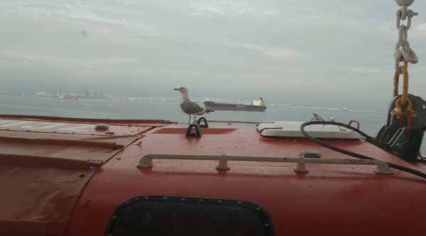 Blick aus unserem Kabinenfenster: Alleinreisende Möwe auf einem Artania Rettungsboot