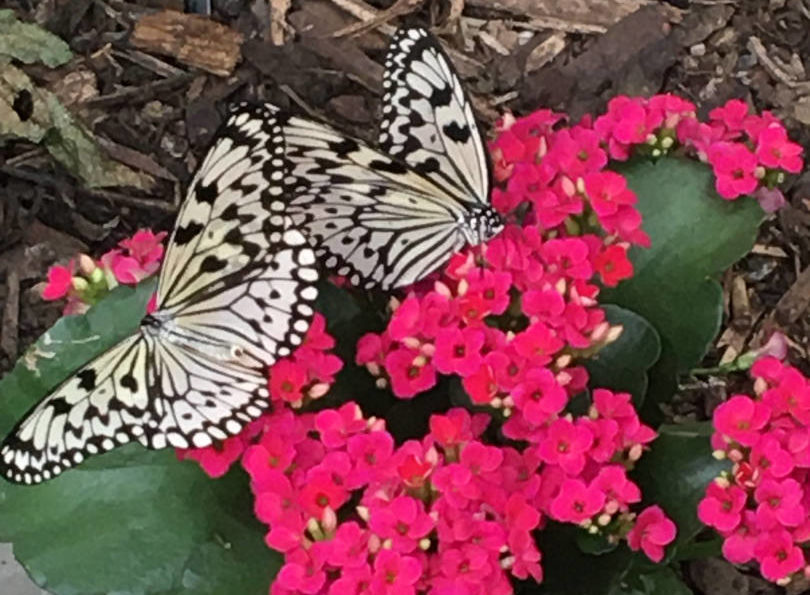 Schmetterlinge-Schloss-Sayn