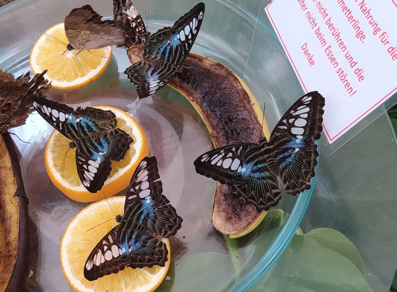 schmetterlingsgarten